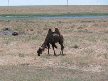 2 Humps