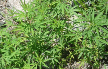 Canabis... grows like nettles here