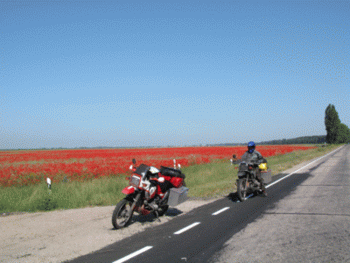 Poppys