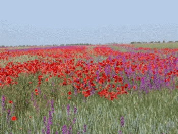 Poppys