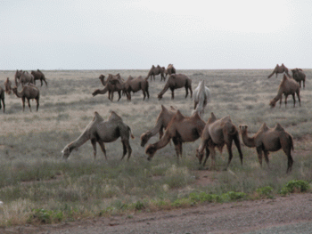 Camels