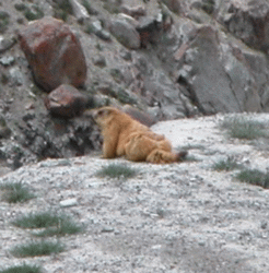 Marmot