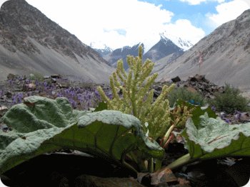 KKH