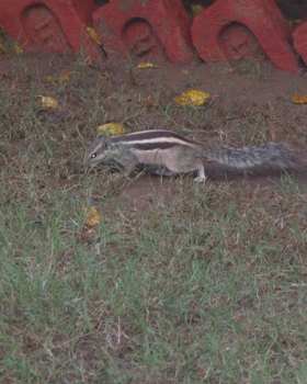 Squirrel